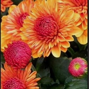 Meet your Posher, Pauline